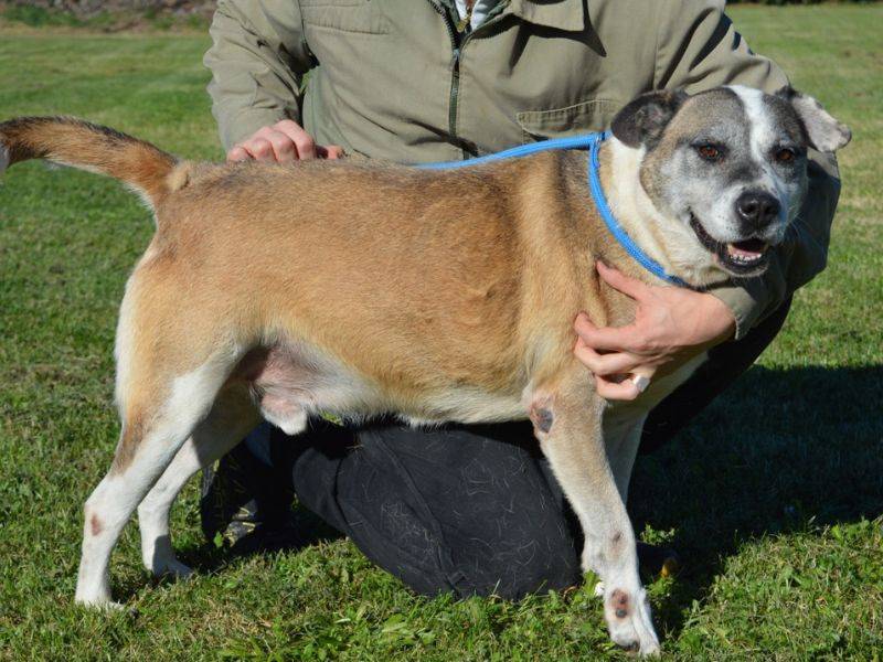 Adotta un cane, taglia grande, maschio, Roma