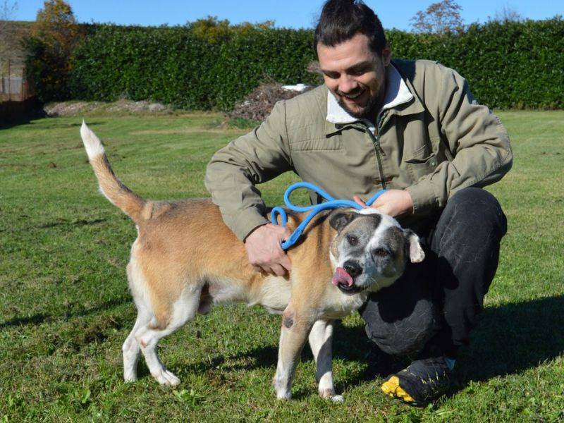 Vuoi adottare un cane a Roma?