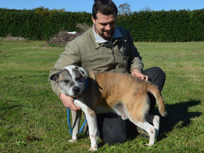 Adotta il cane CHUCKY a Roma