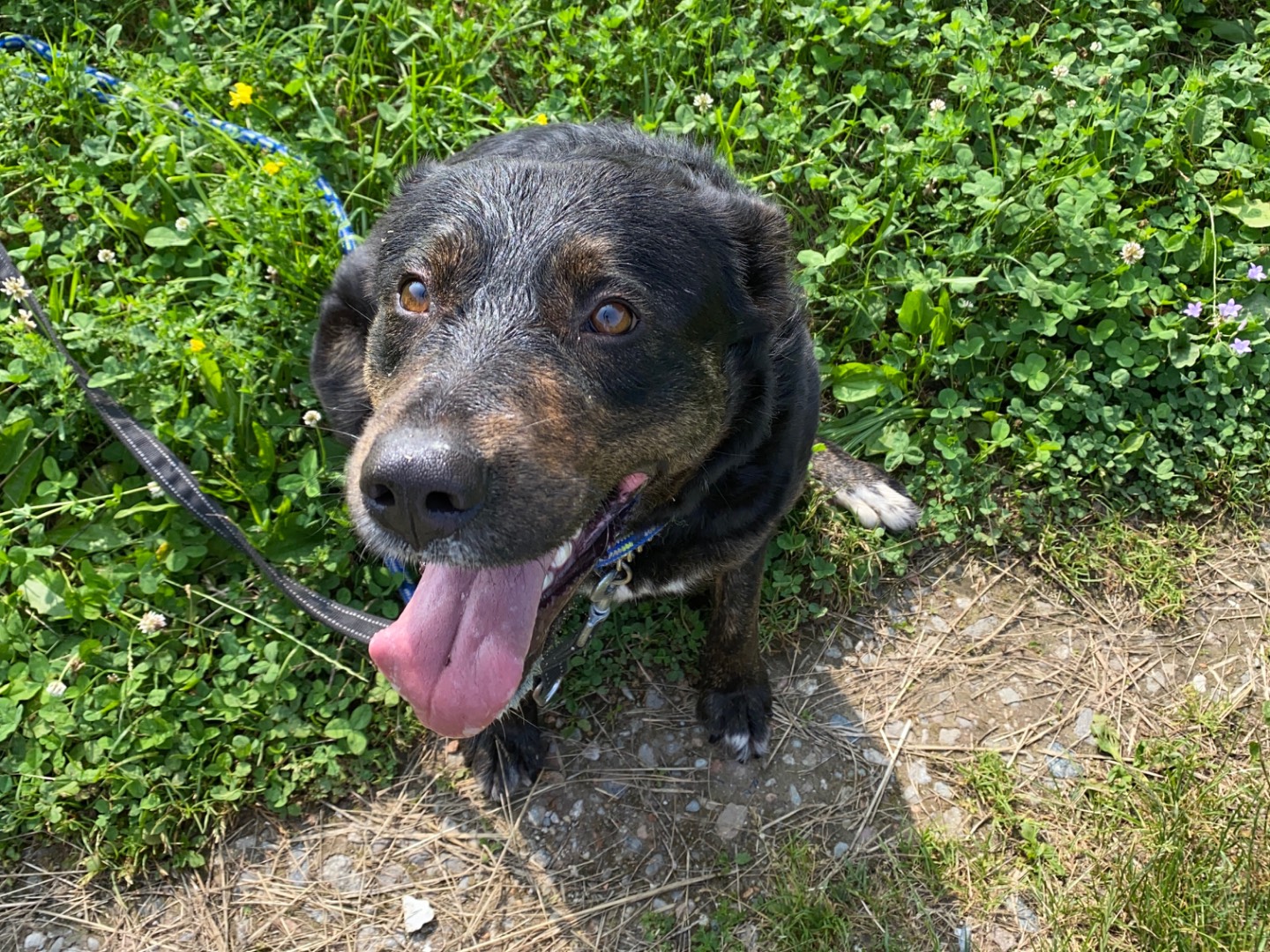 Adotta il cane Lena a Varese