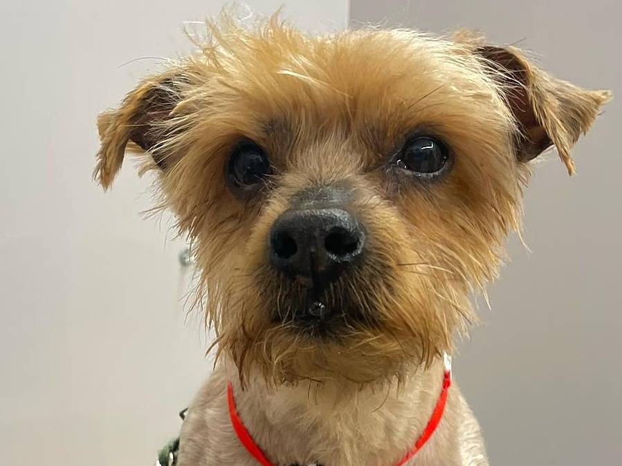 Adozione cane, maschio, Yorkshire Terrier Razza sconosciuta, 11 anni , taglia piccola, Latina