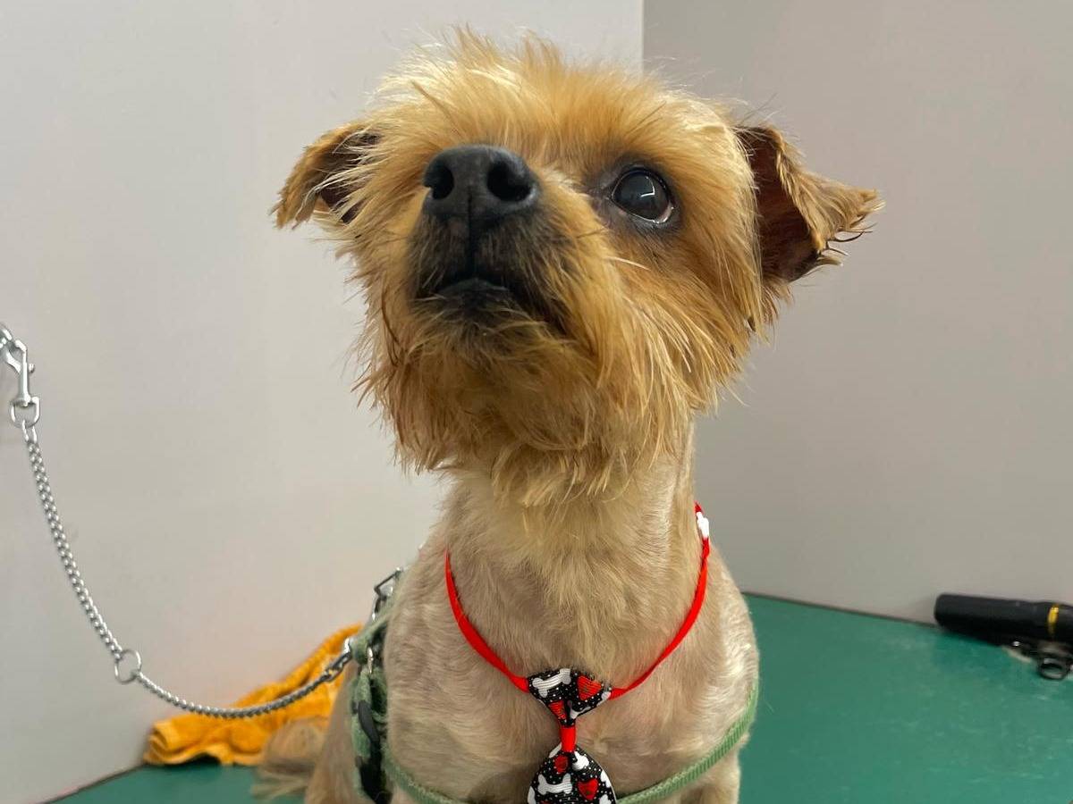 Adotta un cane, maschio, 11 anni , Latina