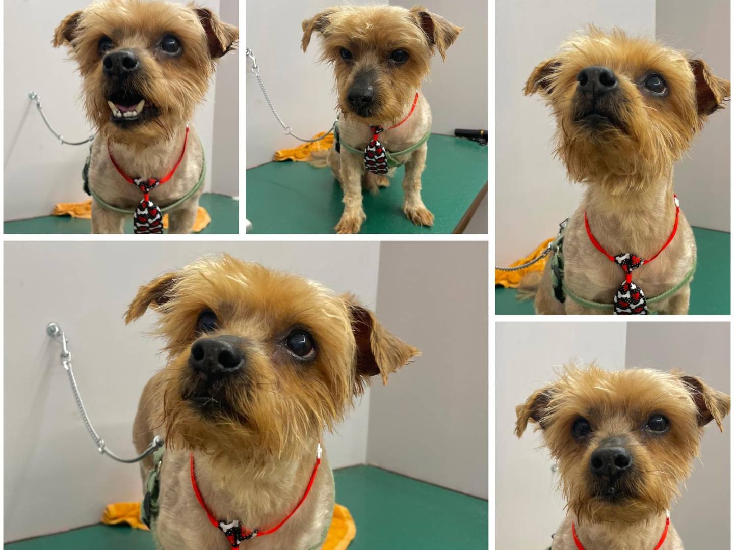 Adotta un cane, taglia piccola, maschio, Latina