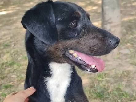 Adotta un cane, maschio, 4 anni , Brescia