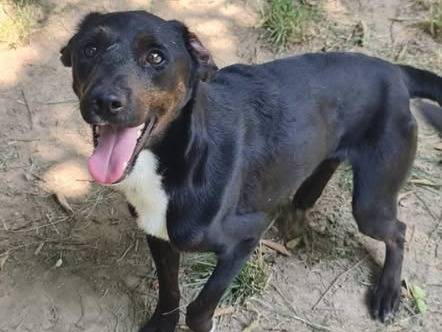 Adotta un cane, taglia media contenuta, maschio, Brescia
