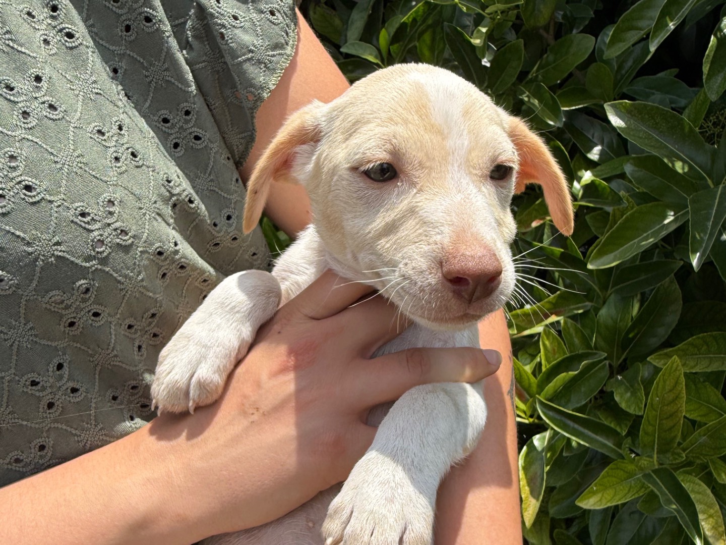 Adozione cane, femmina, Razza sconosciuta Razza sconosciuta, 4 mesi, taglia media contenuta, Matera