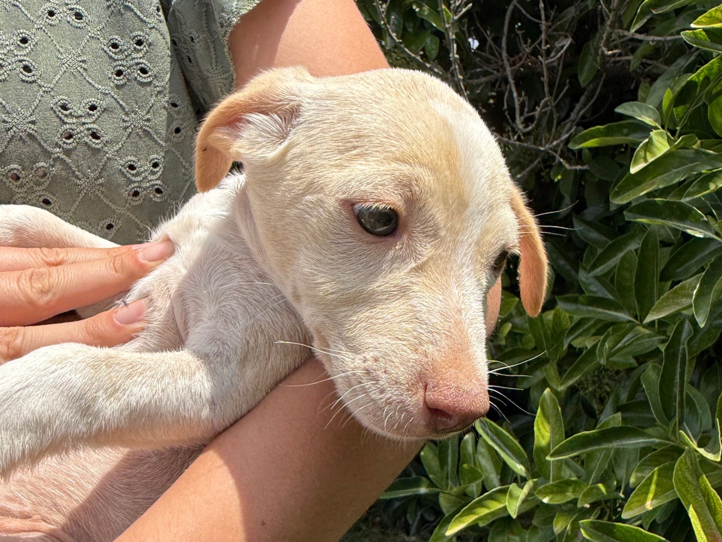 Adotta un cane, femmina, 4 mesi, Matera