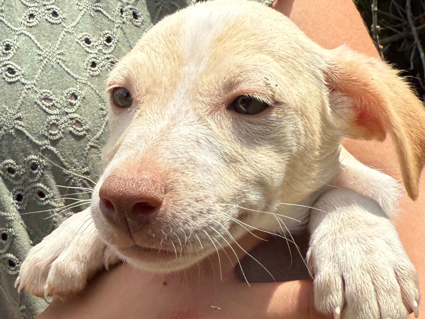 Adotta un cane, taglia media contenuta, femmina, Matera