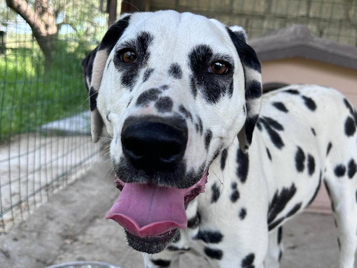 Adotta un cane, maschio, 11 mesi, Chieti