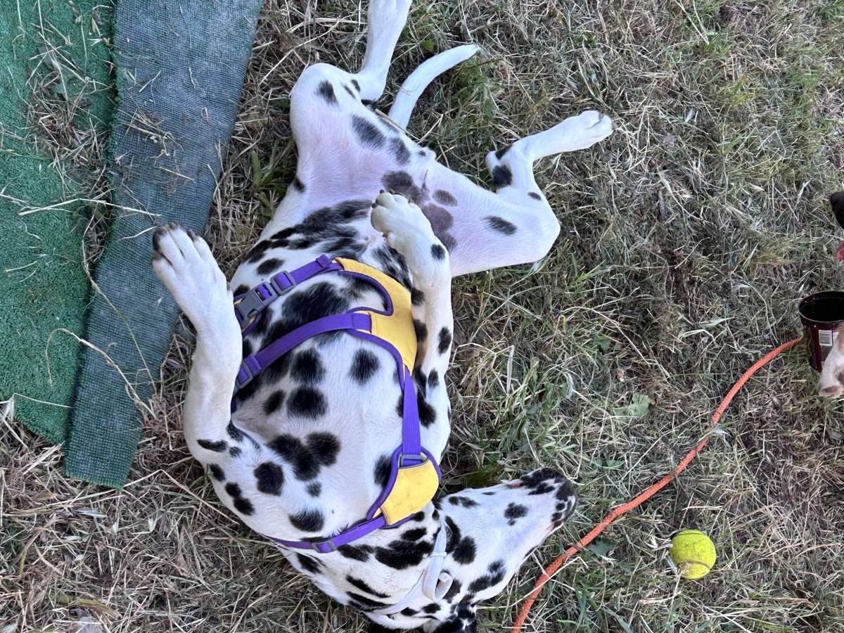 Vuoi adottare un cane a Chieti?