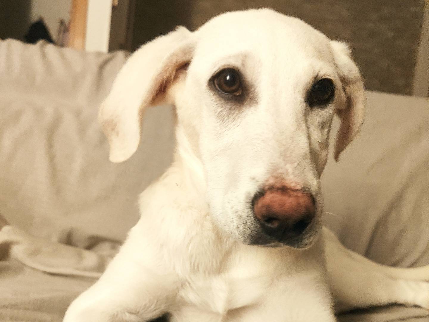 Adotta un cane, femmina, 3 mesi, Venezia
