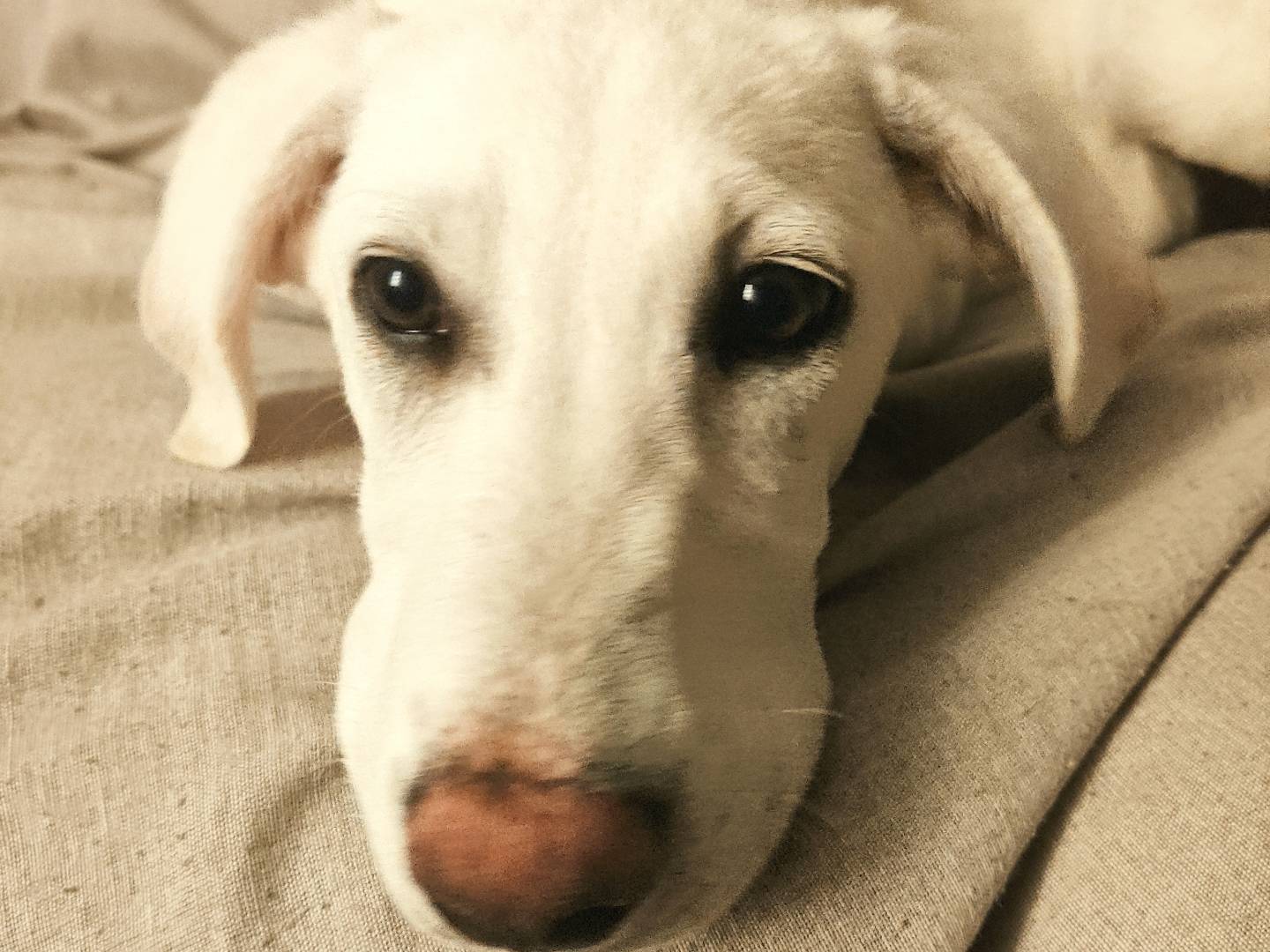 Adotta un cane, taglia media, femmina, Venezia
