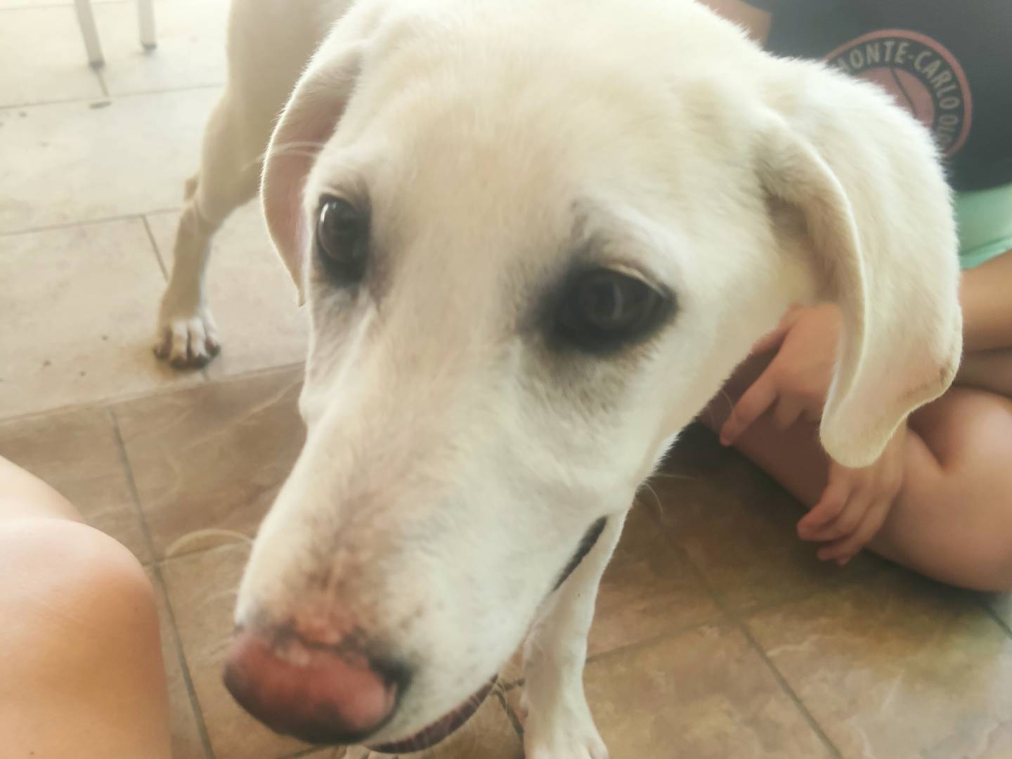 Adotta il cane Luna a Venezia