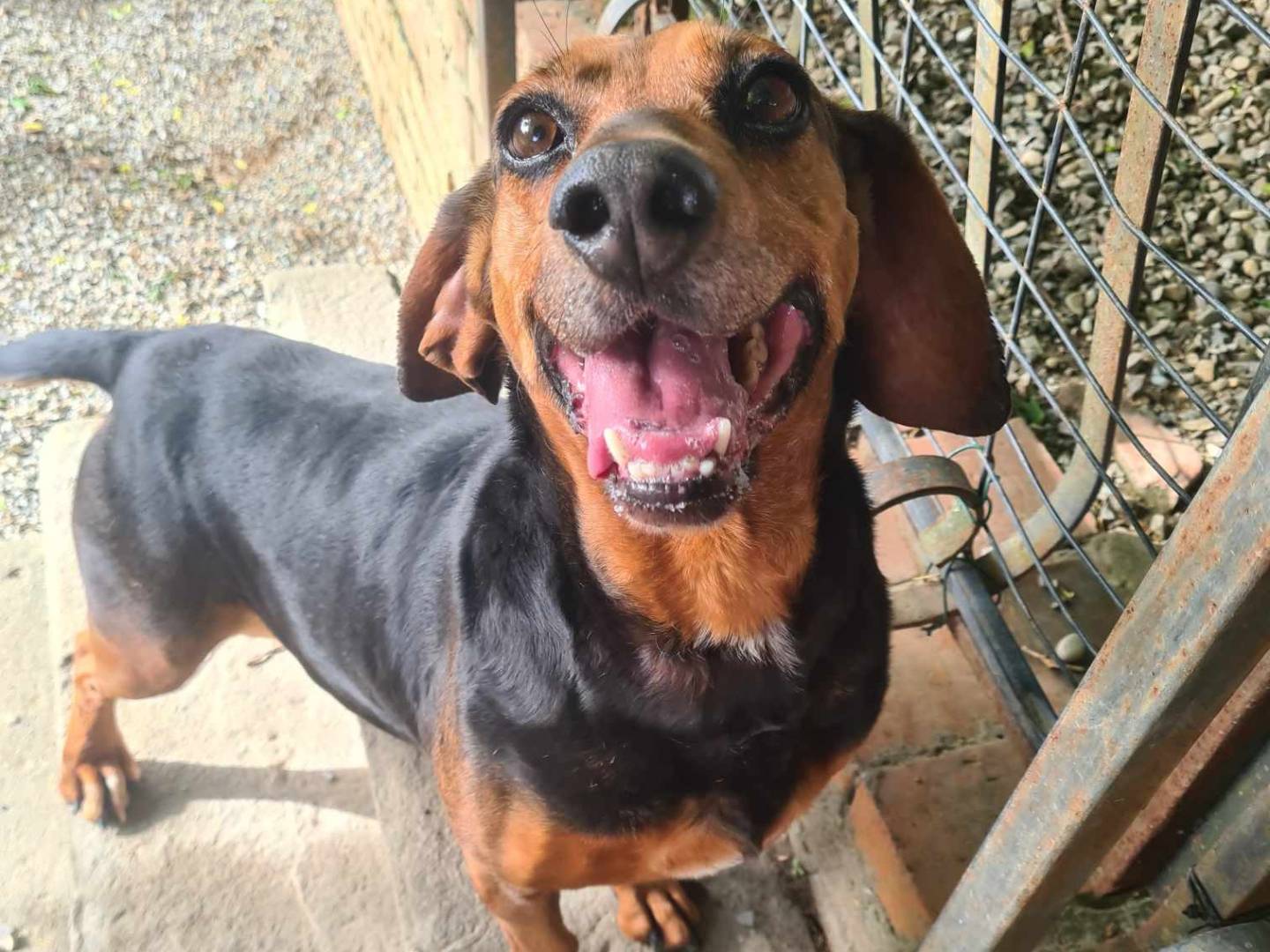 Vuoi adottare un cane a Firenze?