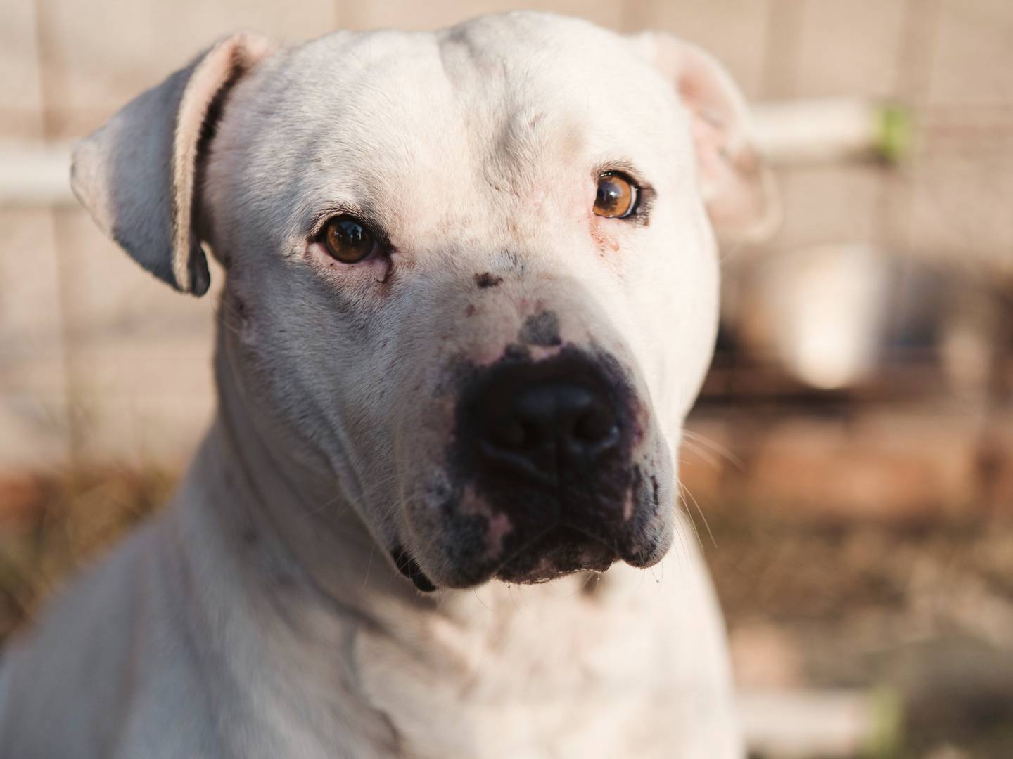 Adotta il cane CIRO a Firenze