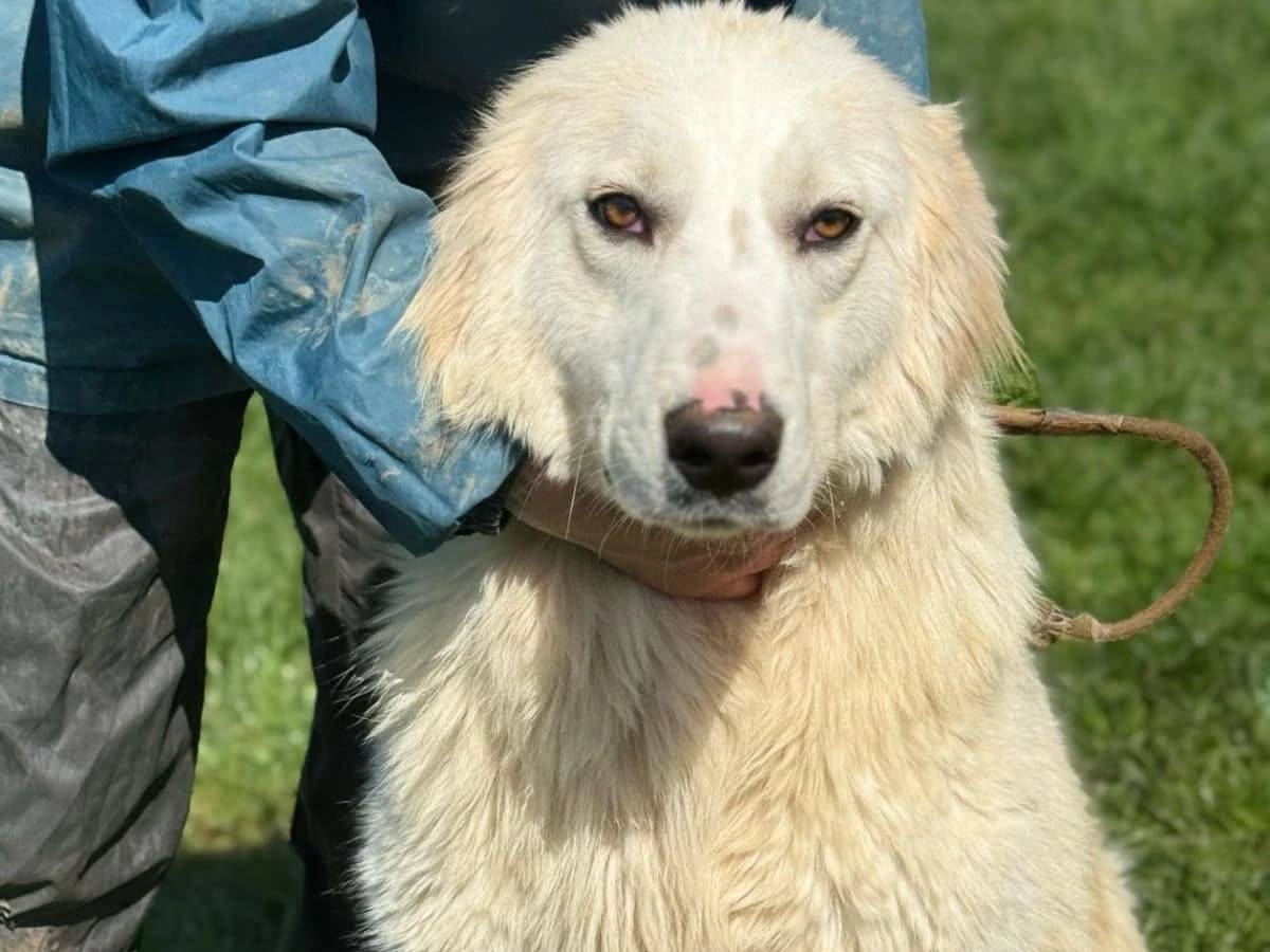 Vuoi adottare un cane a Frosinone?