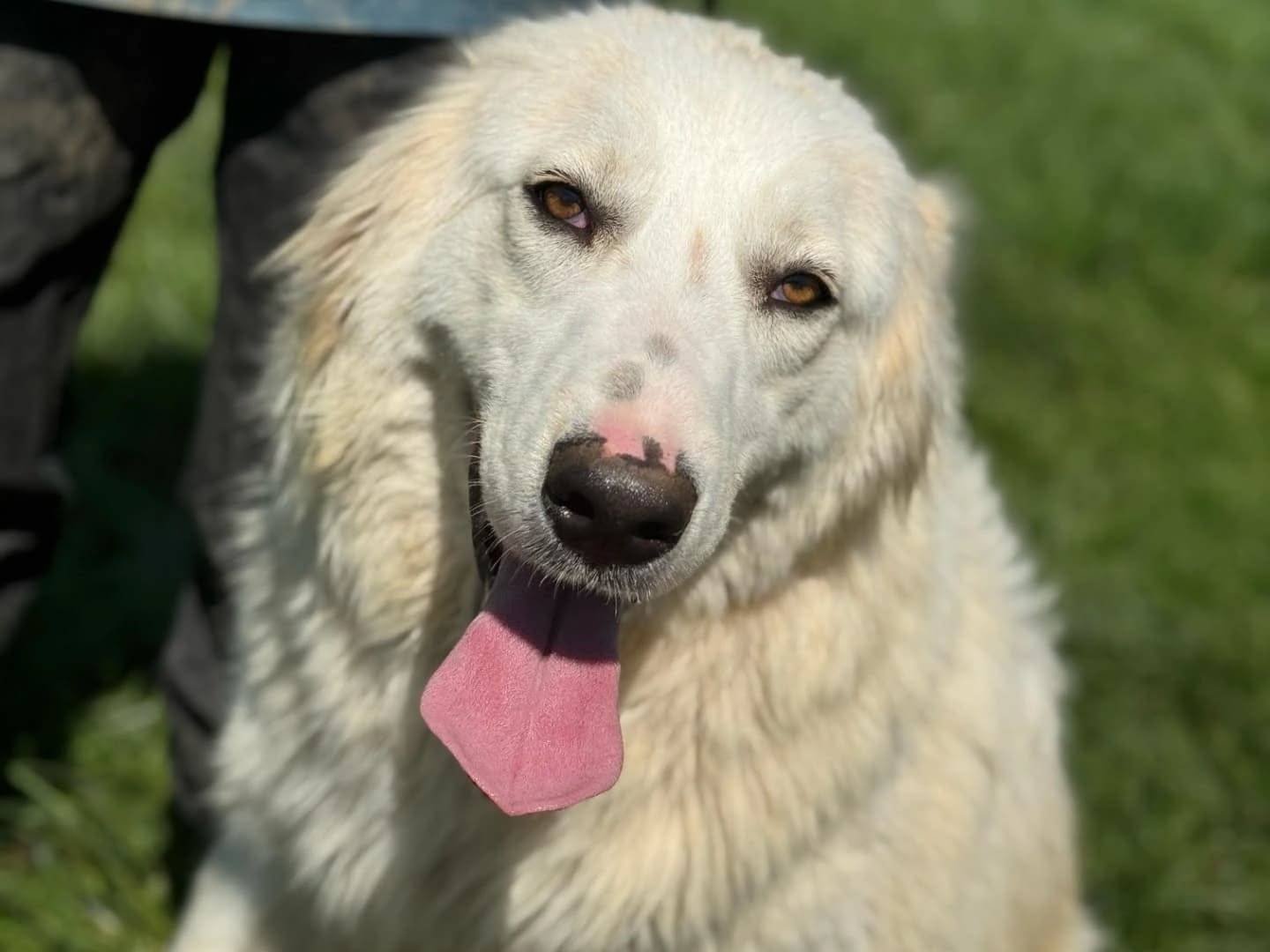 Adotta il cane Susy a Frosinone
