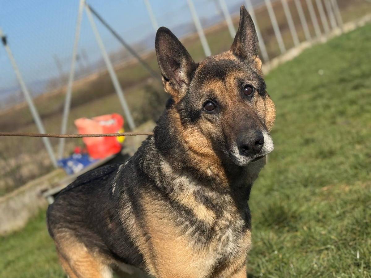 Adotta un cane, taglia grande, maschio, Frosinone