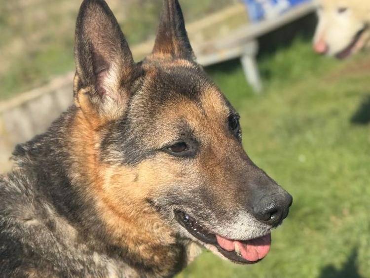 Vuoi adottare un cane a Frosinone?