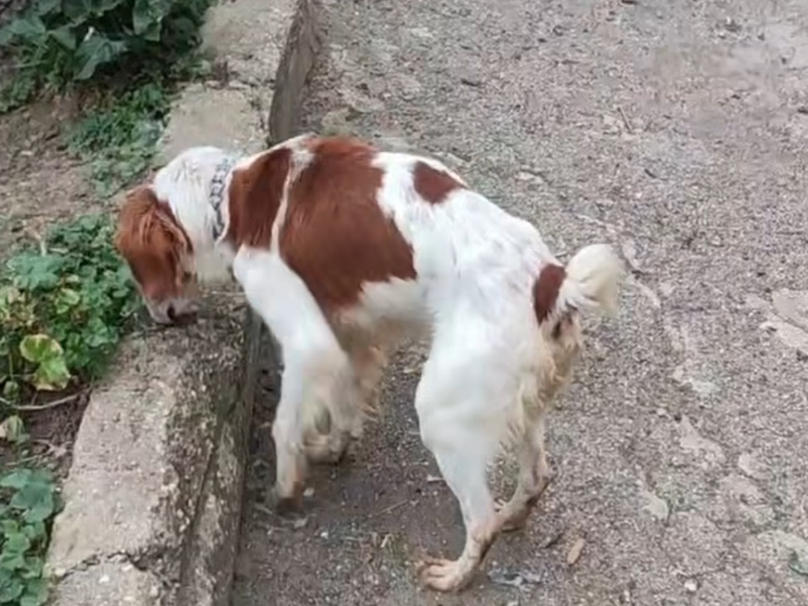 Foto dell'animale