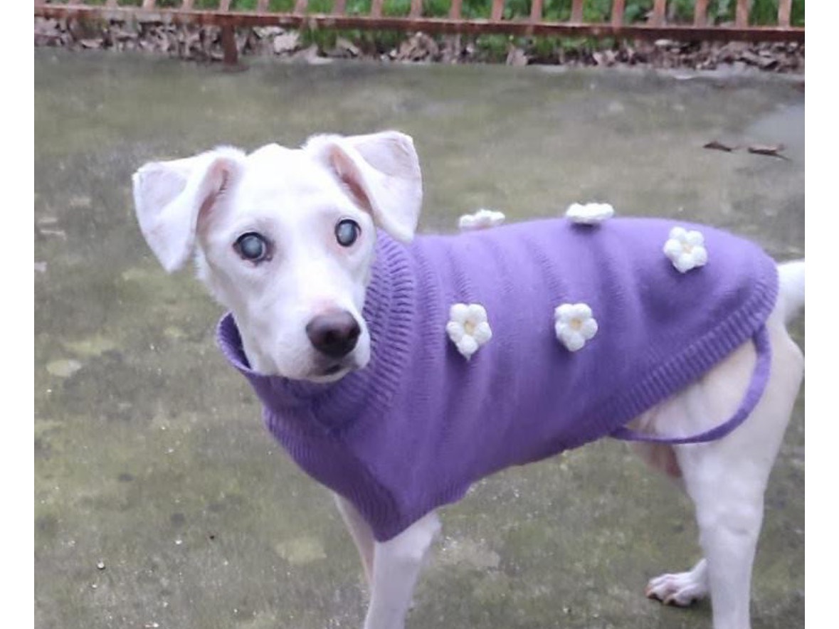 Adotta un cane, femmina, 7 anni  e 1 mese, Napoli