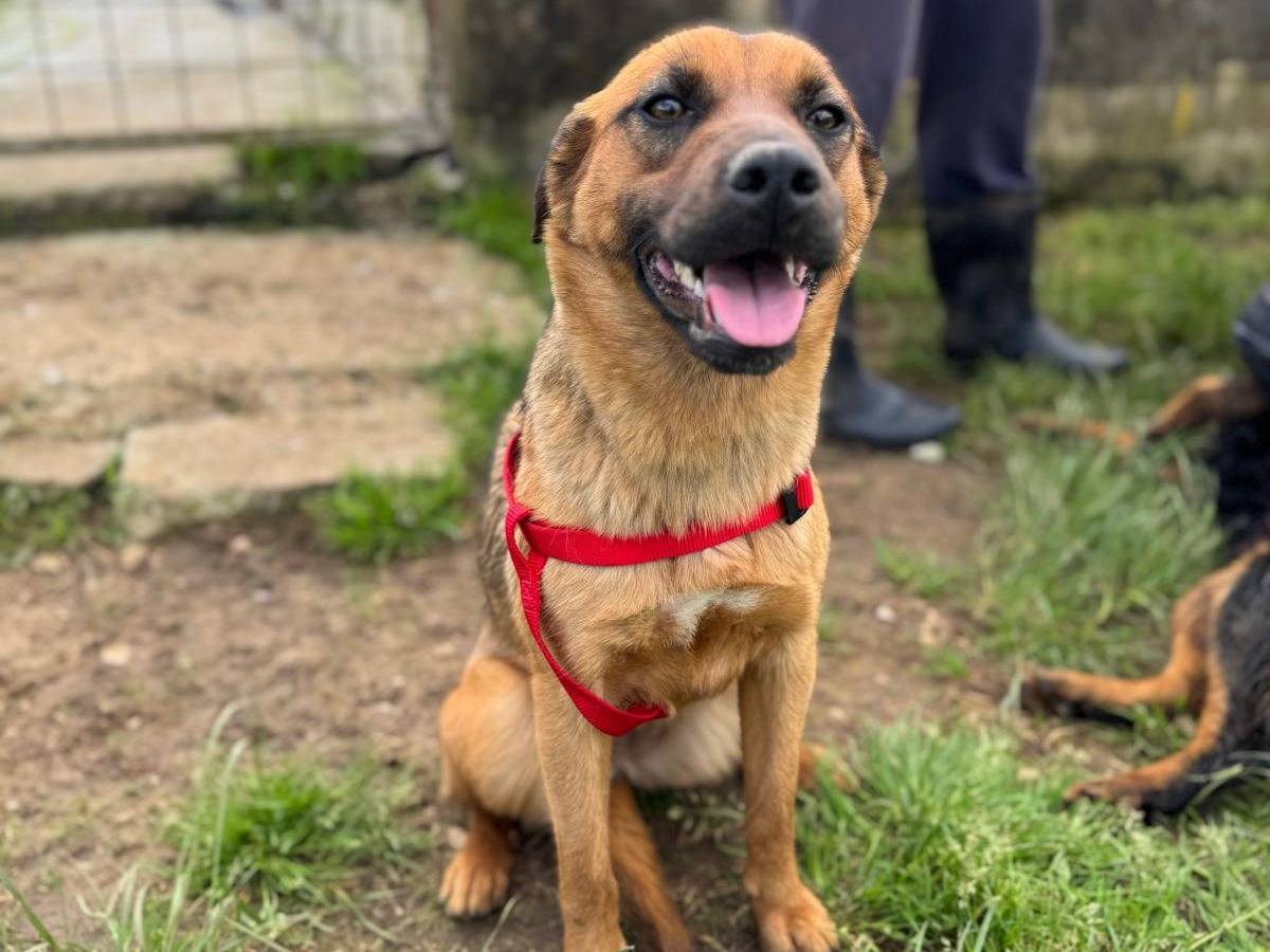 Vuoi adottare un cane a Frosinone?
