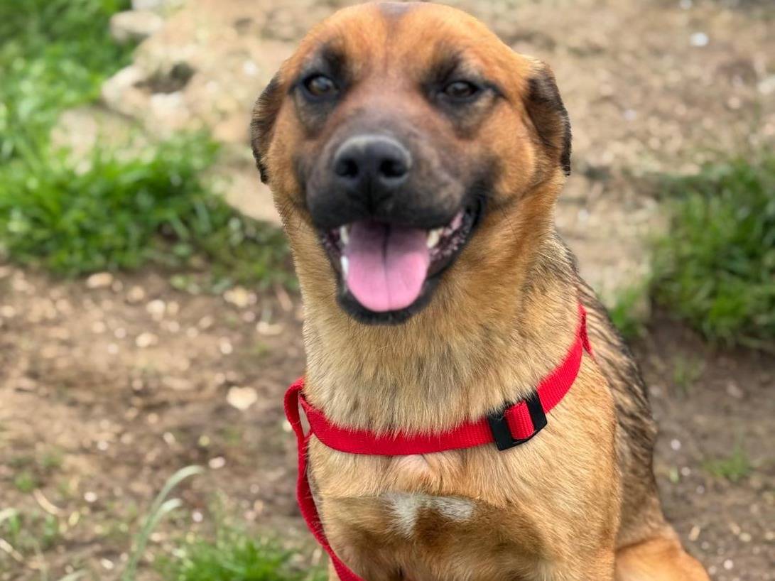 Adotta il cane Jessie a Frosinone