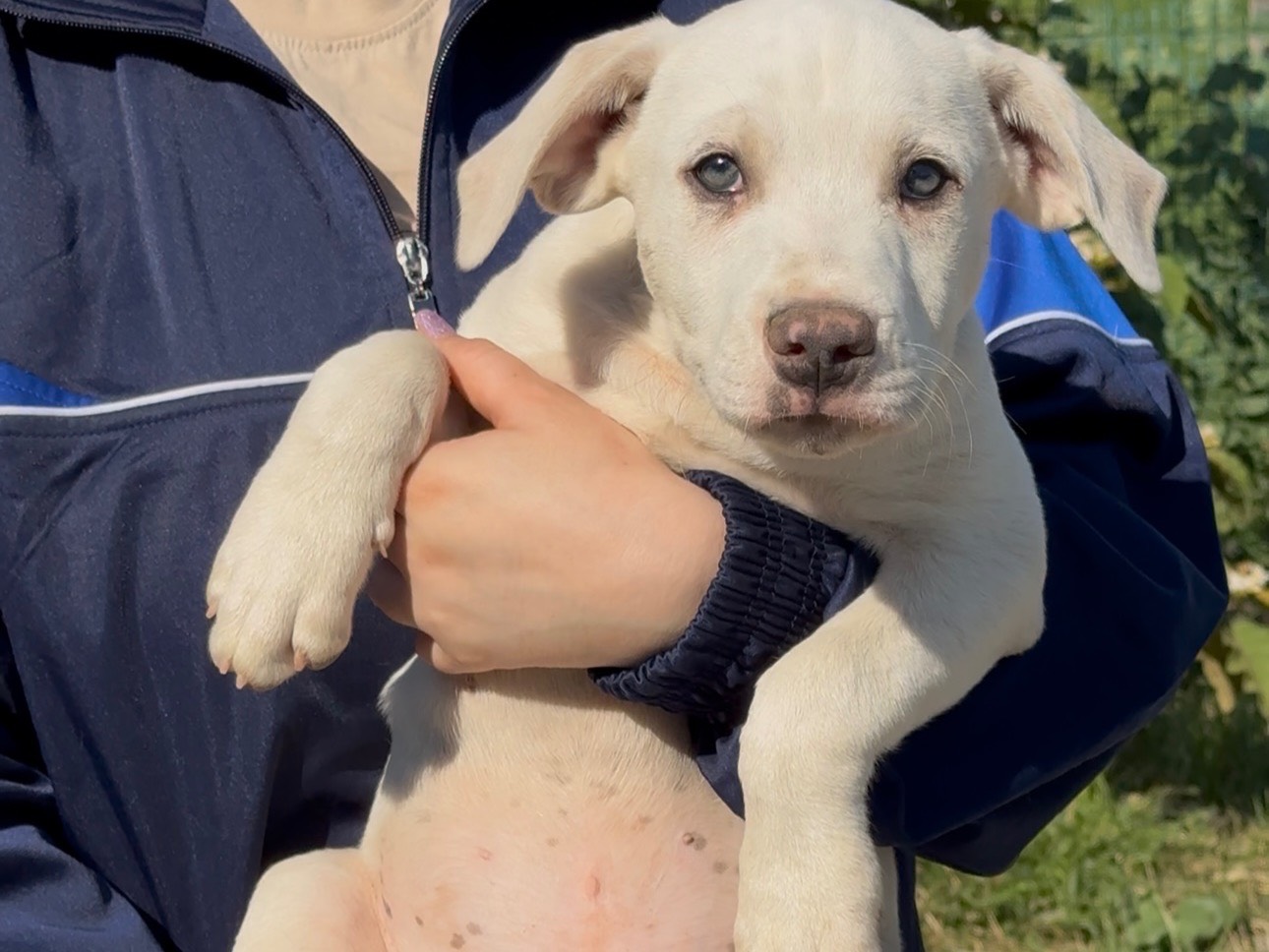 Adotta un cane, maschio, 3 mesi, Catanzaro