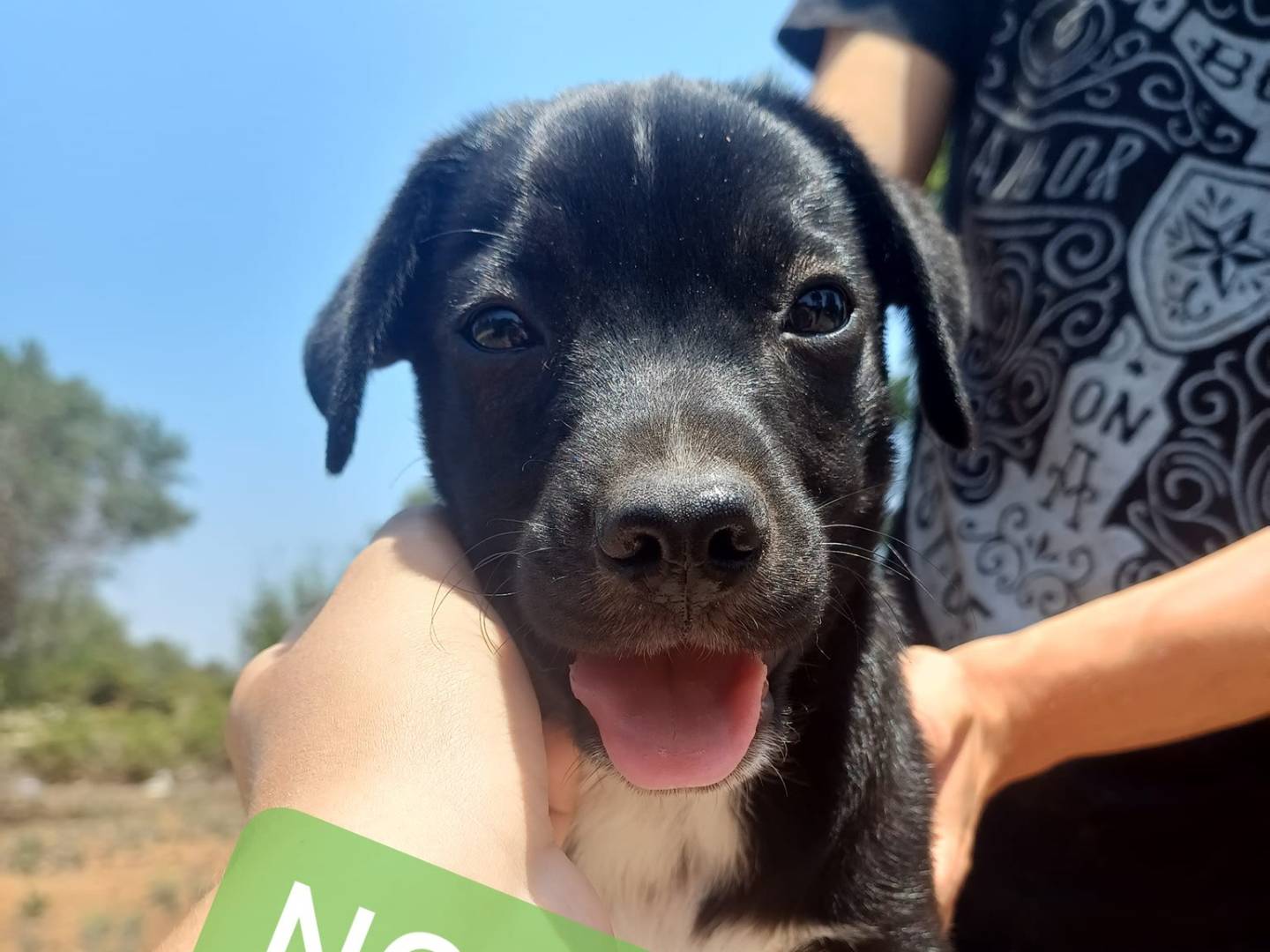 Foto dell'animale