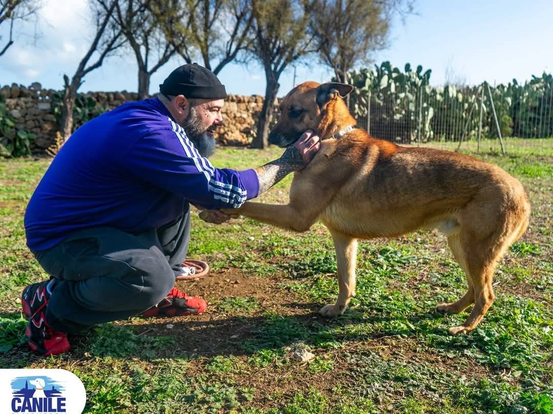 Adotta un cane, taglia grande, maschio, Bari