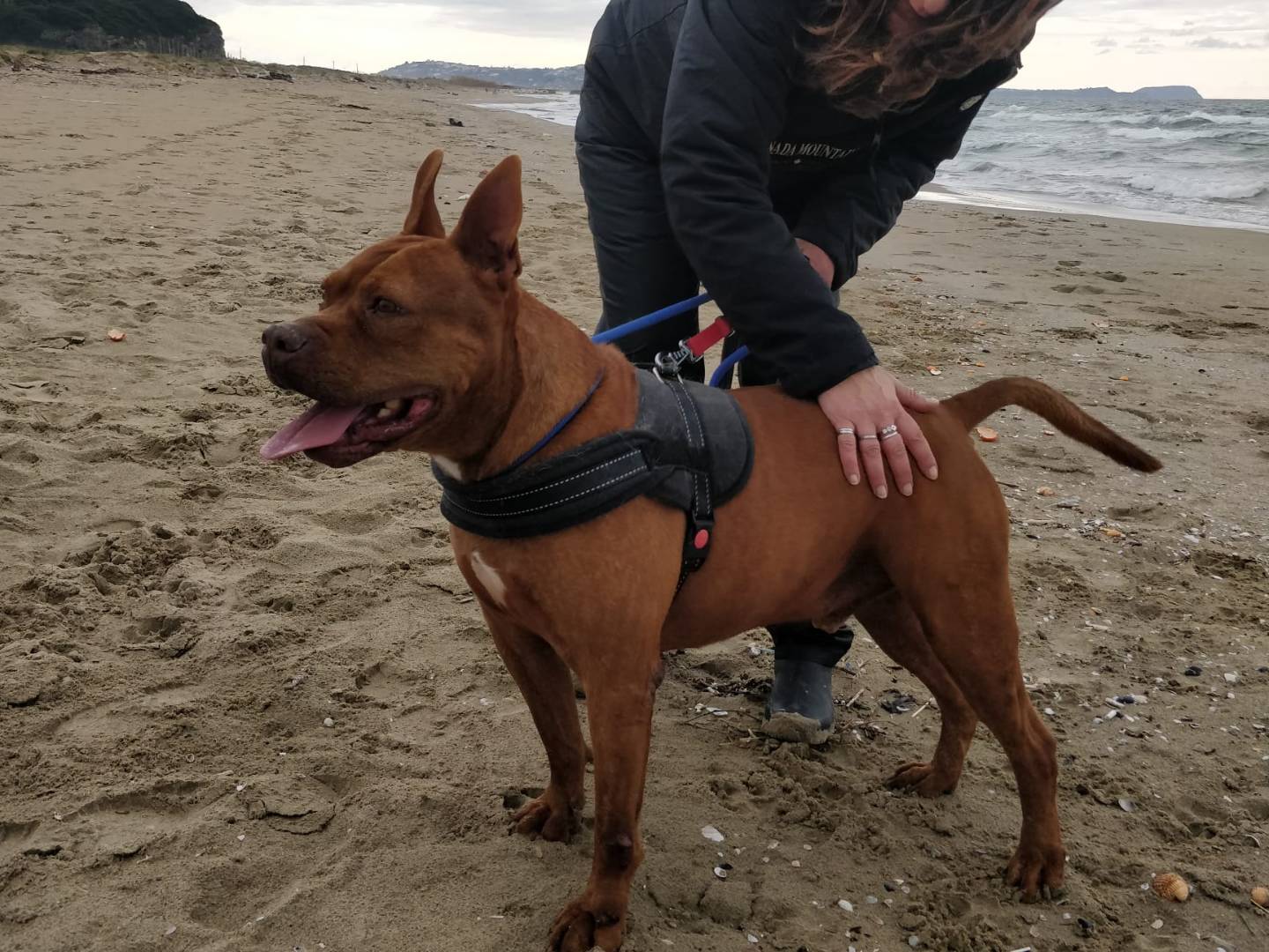 Adotta un cane, maschio, 8 anni  e 11 mesi , Genova