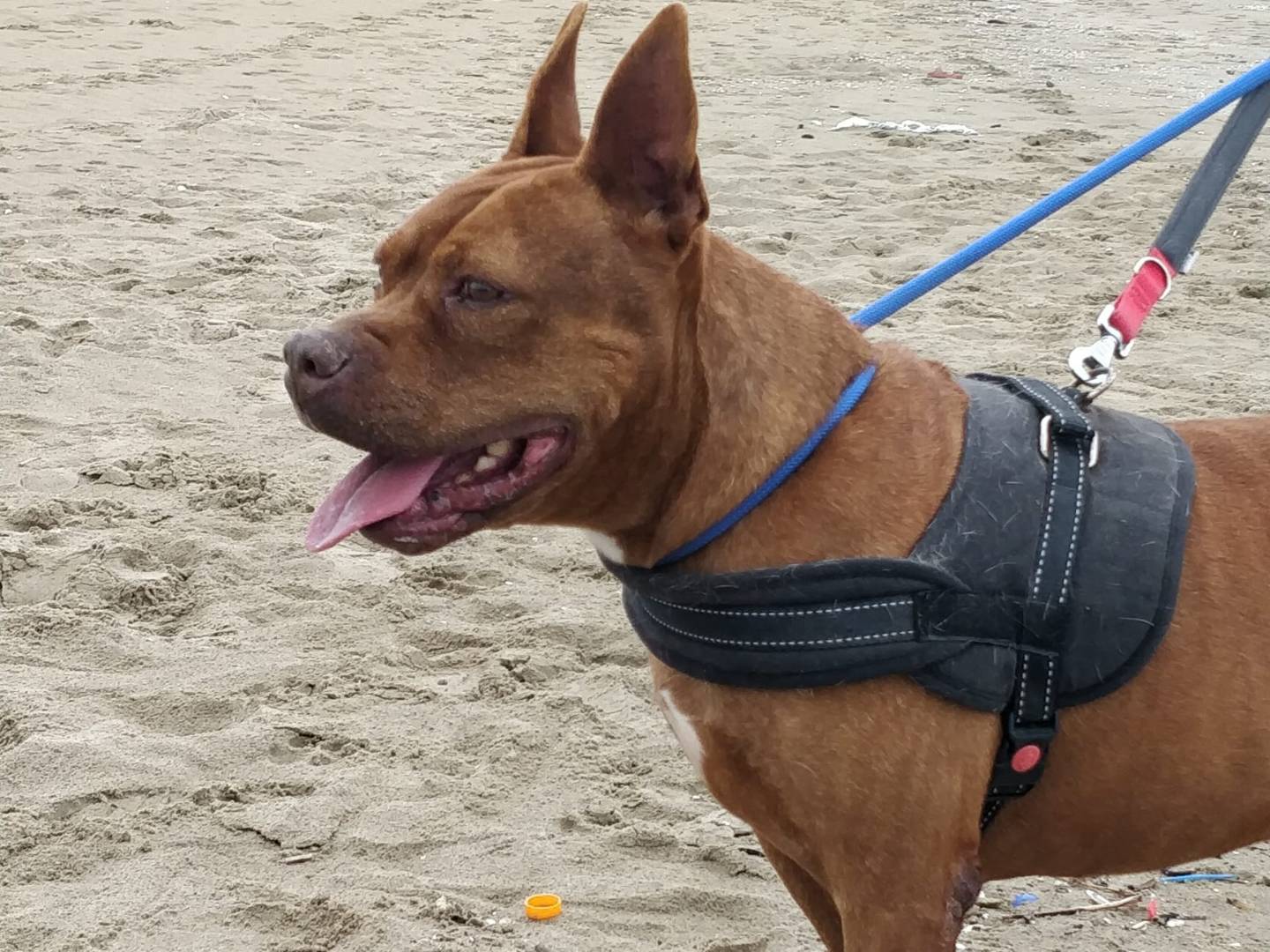 Adotta un cane, taglia grande, maschio, Genova