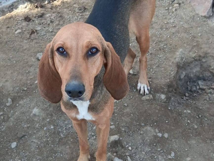 Adozione cane, femmina, Segugio Razza sconosciuta, 2 anni e 1 mese, taglia media, Crotone