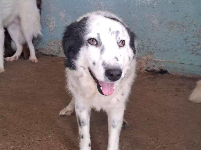 Adozione cane, femmina, Razza sconosciuta Razza sconosciuta, 1 anno e 1 mese, taglia media, Crotone