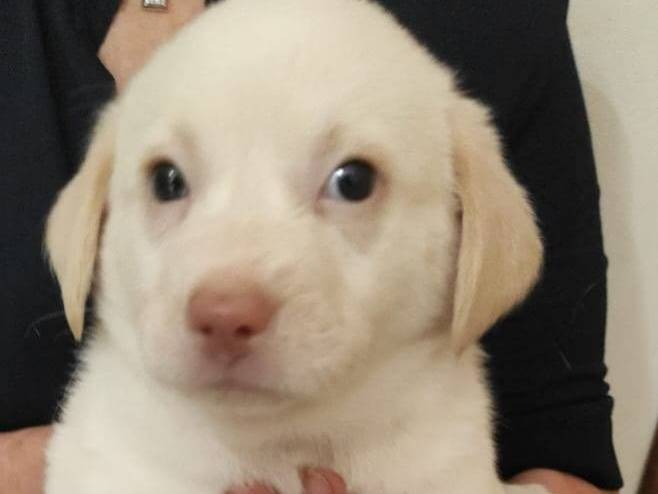 Adozione cane, femmina, Razza sconosciuta Razza sconosciuta, 2 mesi, taglia media, Crotone