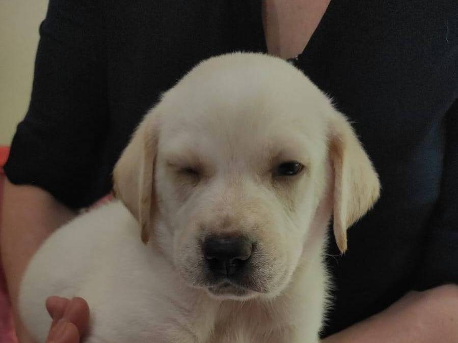 Adotta un cane, maschio, 1 mesi, Crotone