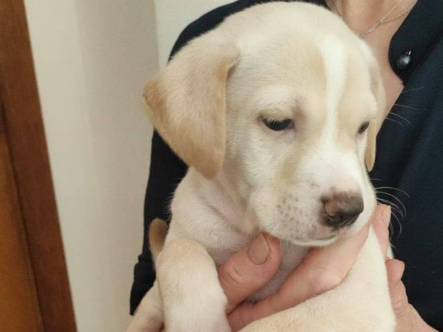 Adozione cane, maschio, Razza sconosciuta Razza sconosciuta, 2 mesi, taglia media, Crotone