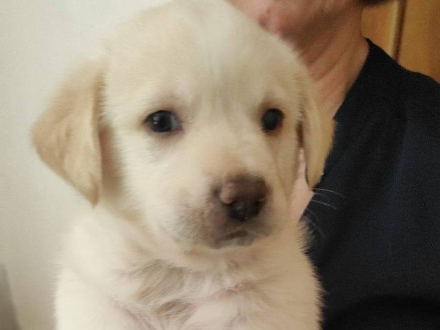 Adotta un cane, maschio, 1 mesi, Crotone