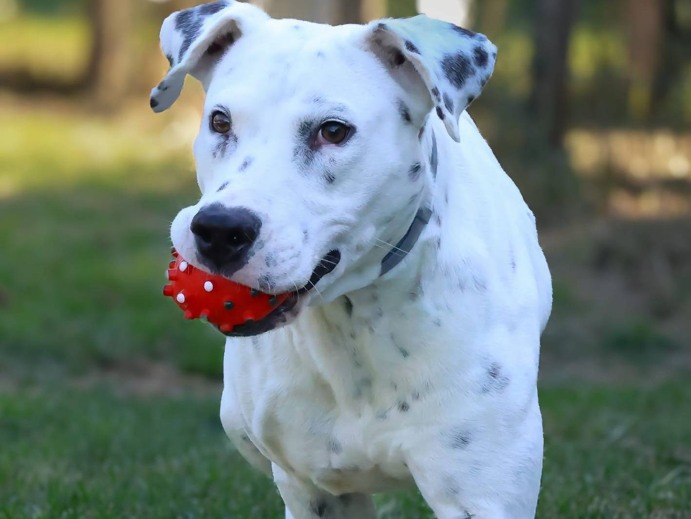 Adotta un cane, maschio, 2 anni e 7 mesi, Milano