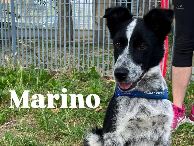 Adotta un cane, maschio, 4 mesi, Milano