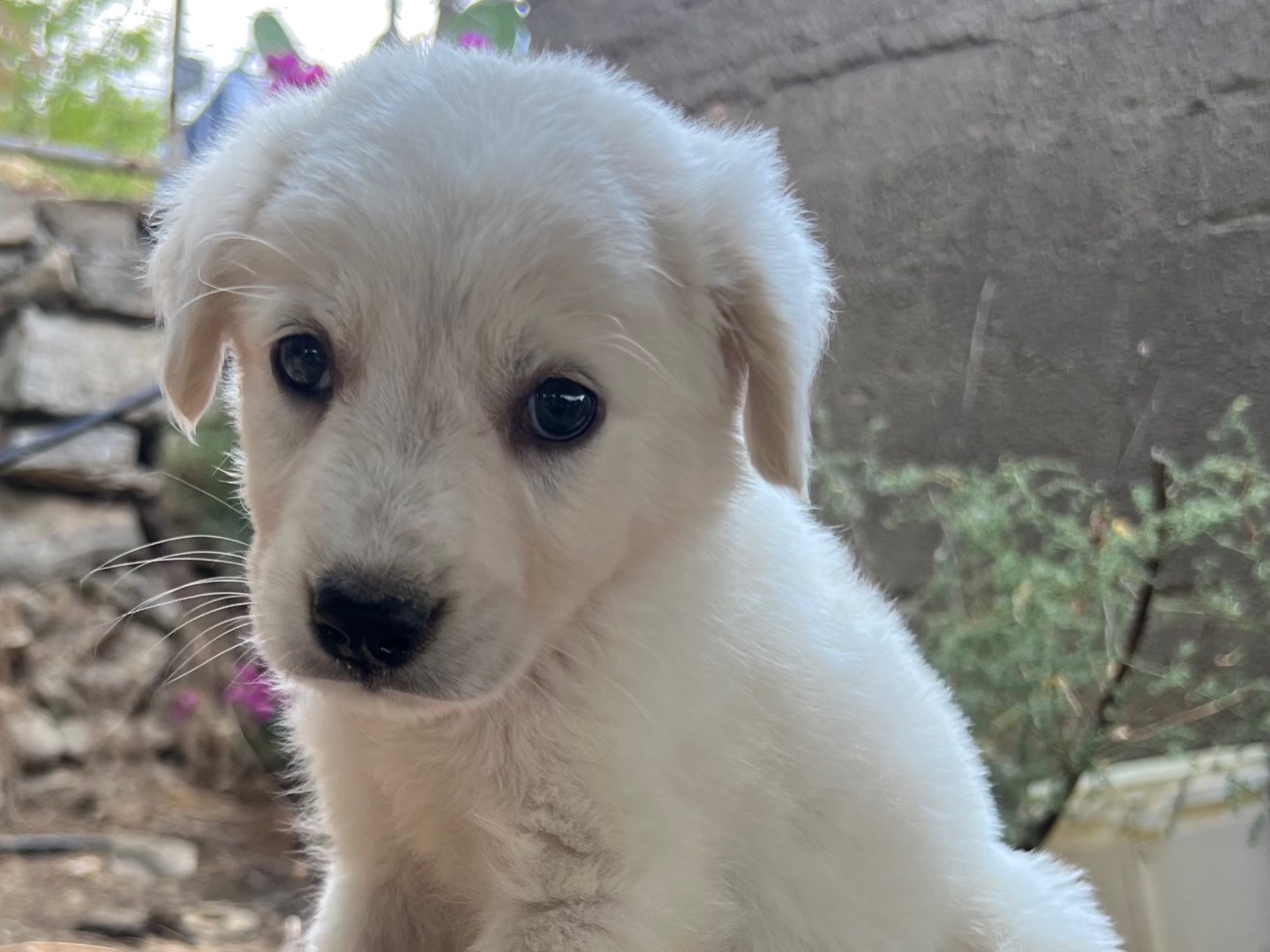 Adotta un cane, maschio, 1 mesi, Milano