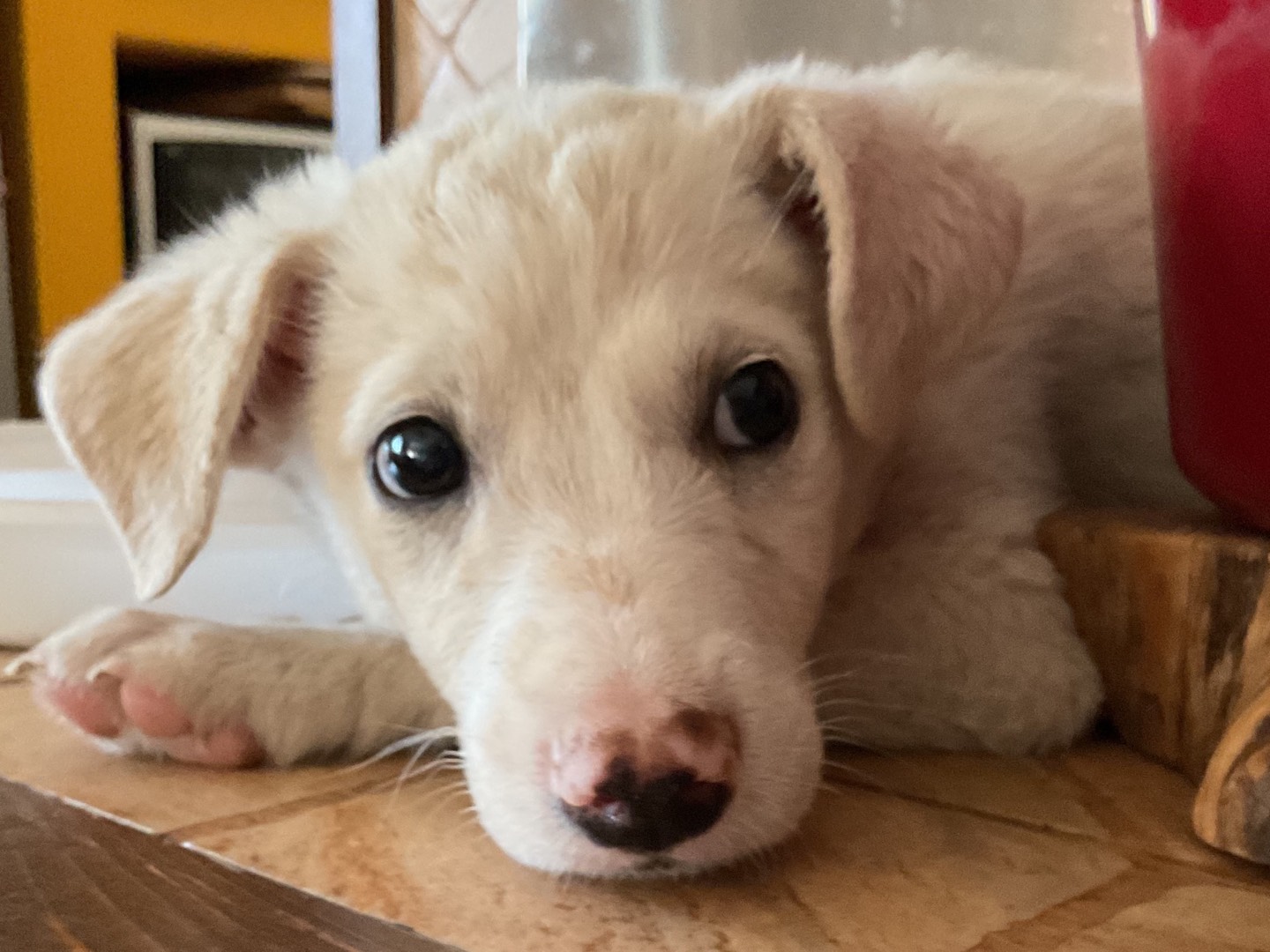 Adotta un cane, maschio, 1 mesi, Milano