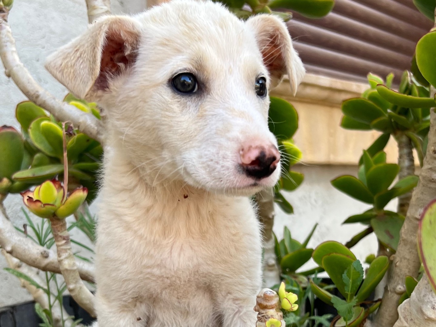 Vuoi adottare un cane a Milano?
