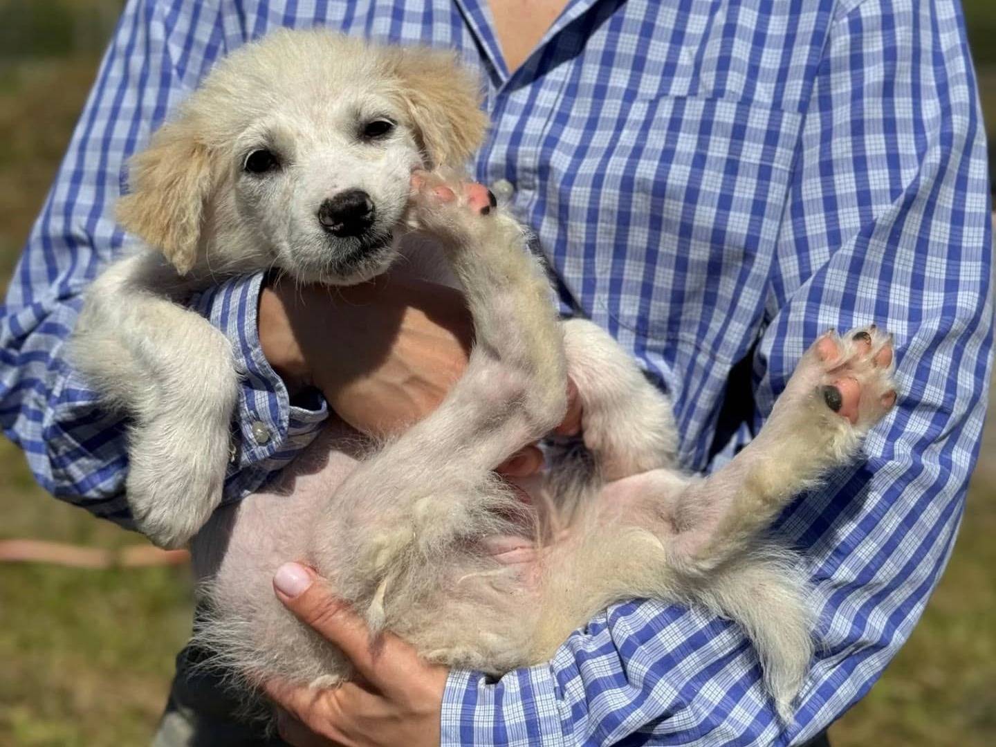 Adotta un cane, taglia media, femmina, Frosinone
