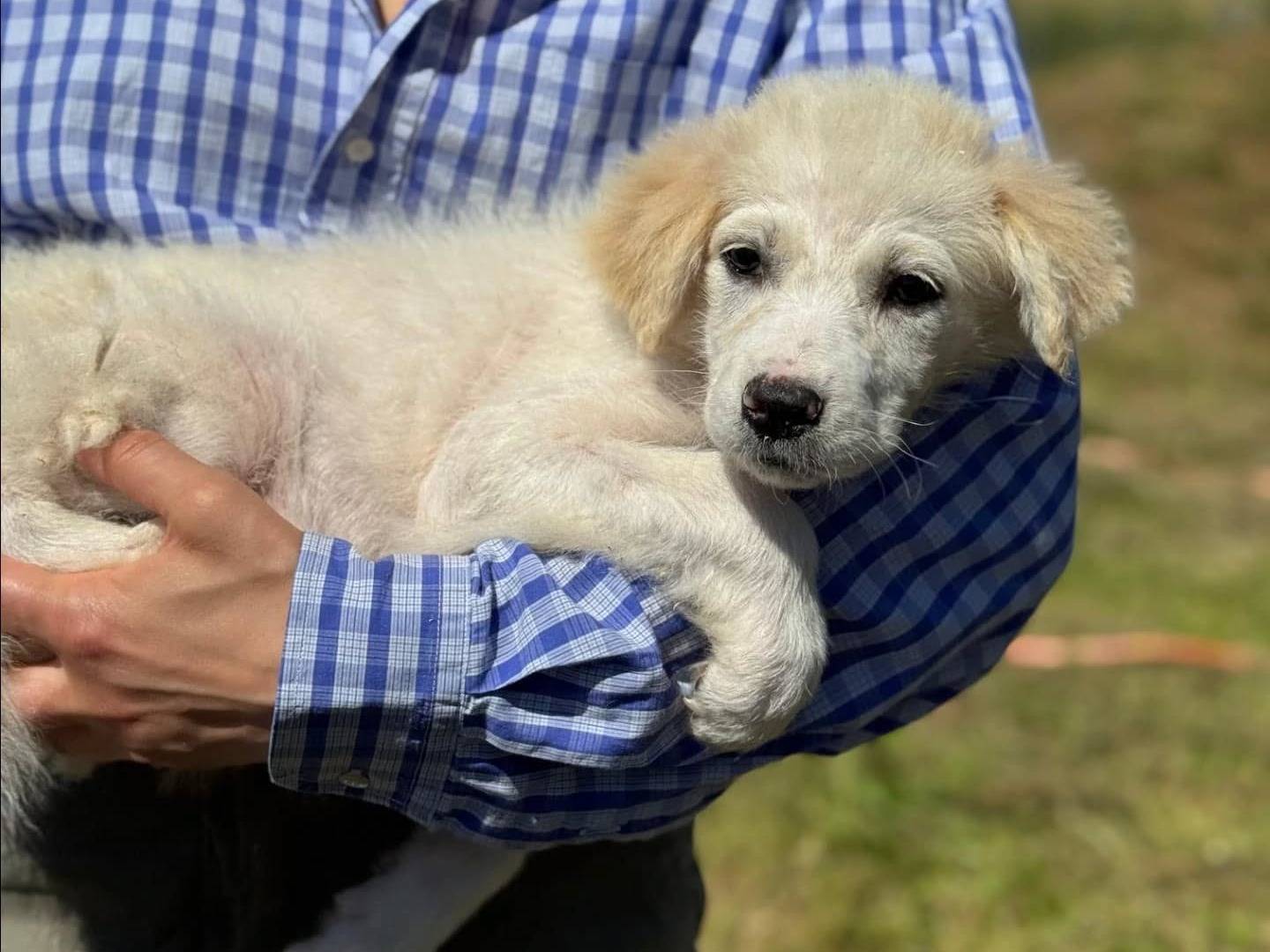 Vuoi adottare un cane a Frosinone?