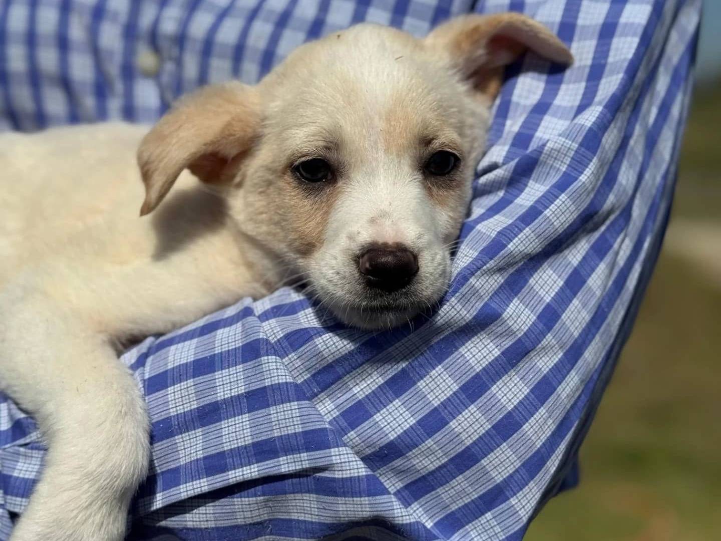 Adotta un cane, taglia media, femmina, Frosinone