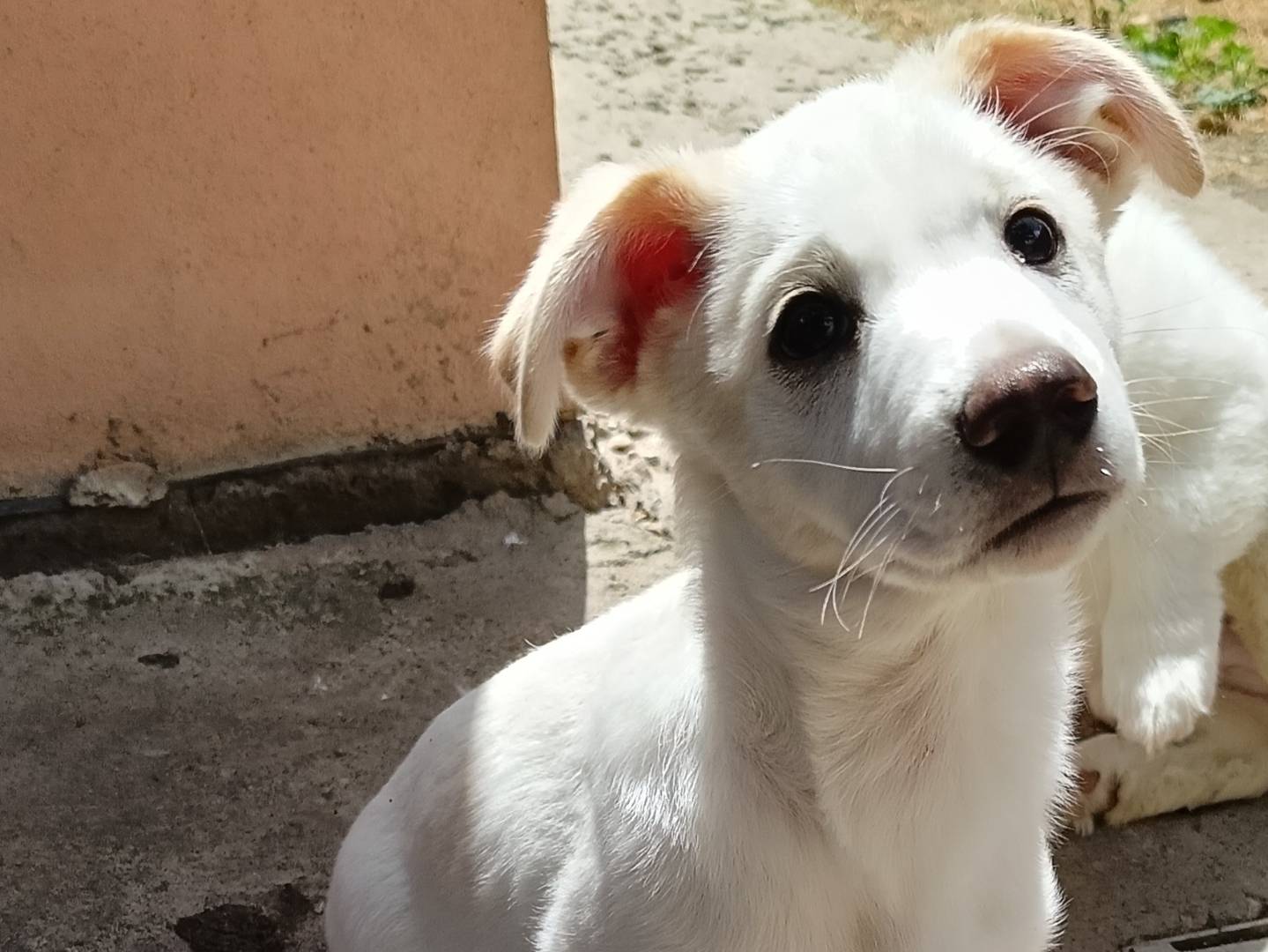 Adotta un cane, maschio, 2 mesi, Sassari