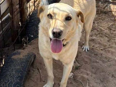 Vuoi adottare un cane a Padova?
