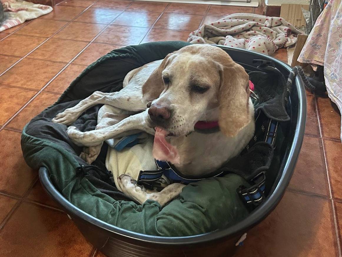 Adotta un cane, taglia media, femmina, Alessandria