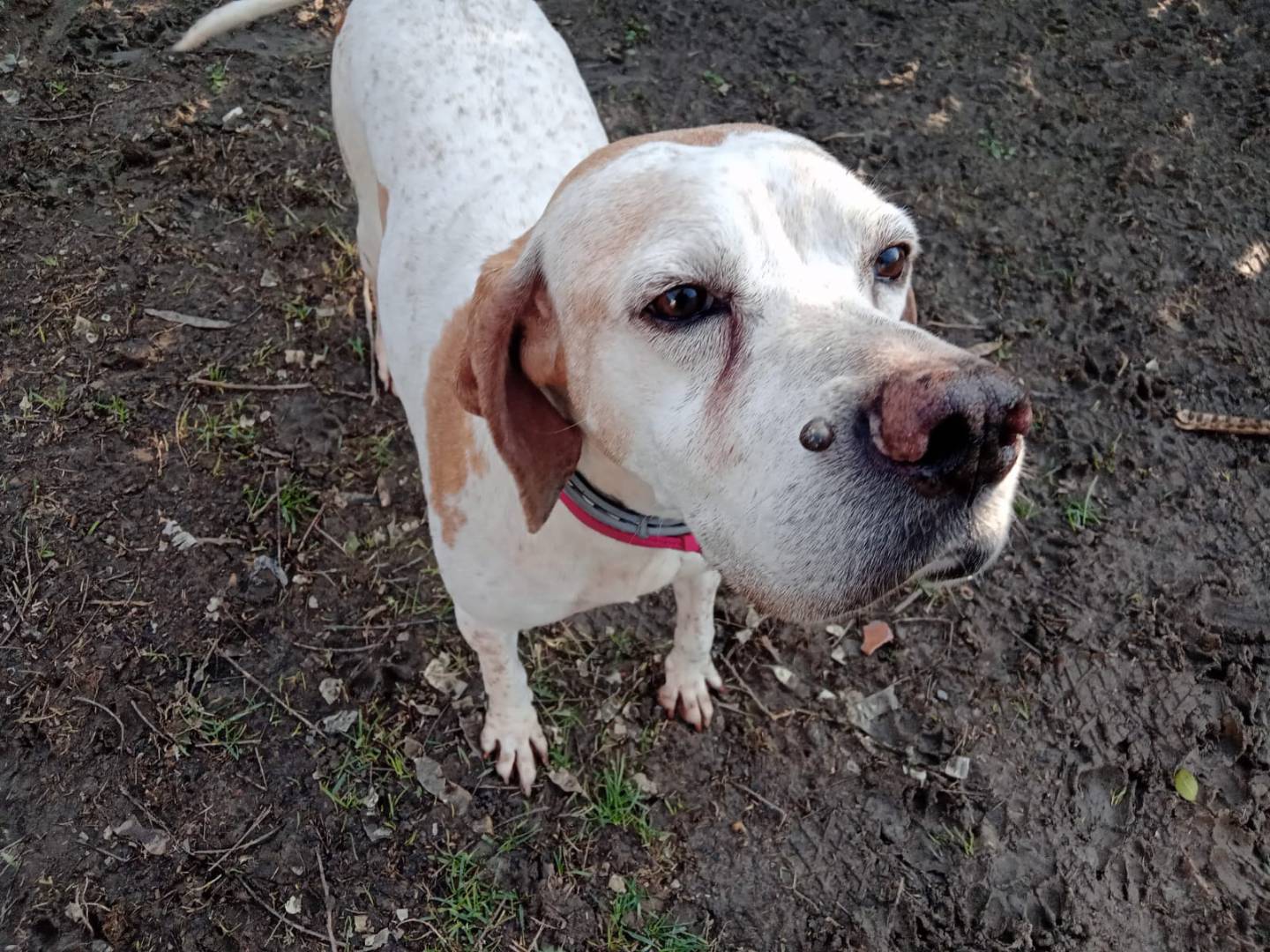 Vuoi adottare un cane a Alessandria?